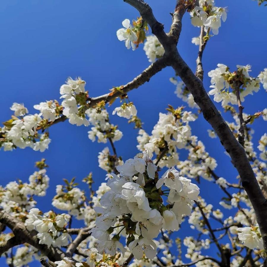 Cascina Valtignosa Camere Con Vigna Cassine Kültér fotó