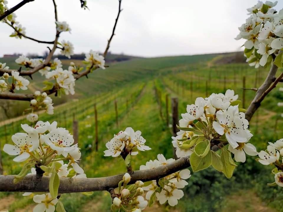 Cascina Valtignosa Camere Con Vigna Cassine Kültér fotó