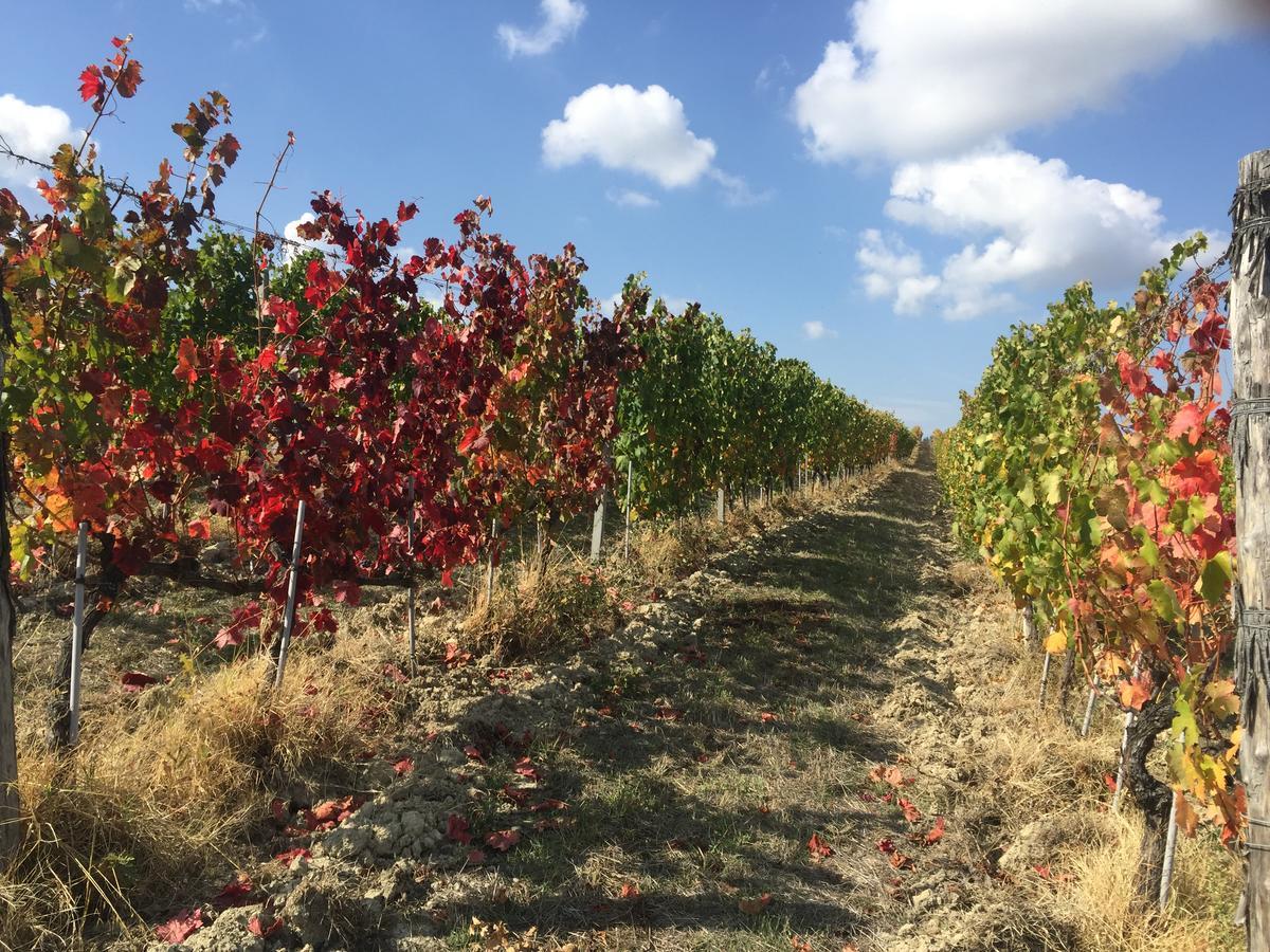 Cascina Valtignosa Camere Con Vigna Cassine Kültér fotó